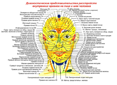 Зоны Захарьина-Геда. Диагностические представительства на лице и шее человека